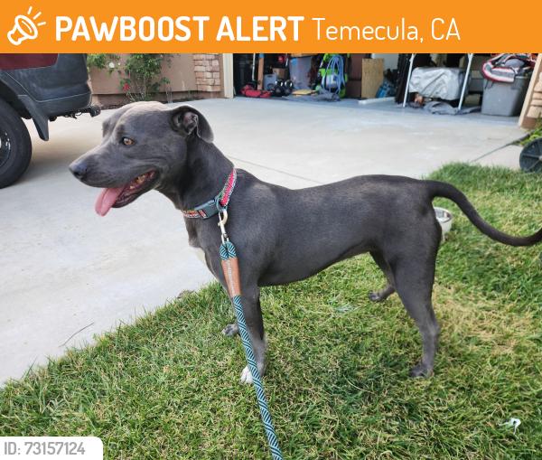 Found/Stray Female Dog last seen Pechanga parkway, Temecula, CA 92592