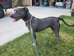 Found/Stray Female Dog last seen Pechanga parkway, Temecula, CA 92592