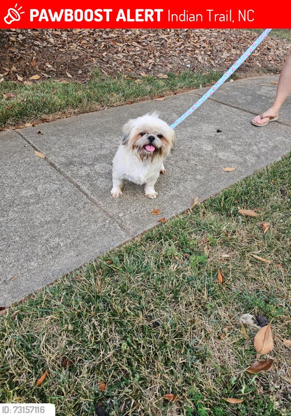 Lost Female Dog last seen Balsam St and Thistle, Indian Trail, NC 28079
