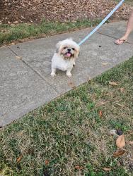 Lost Female Dog last seen Balsam St and Thistle, Indian Trail, NC 28079