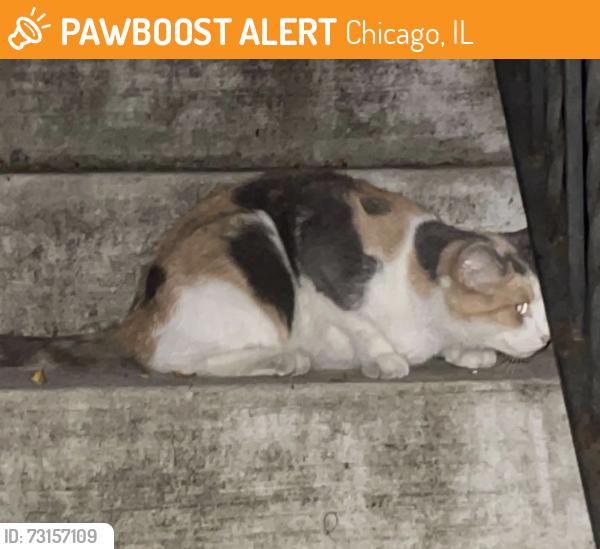 Found/Stray Unknown Cat last seen Lakewood and Rosemont, Edgewater, Chicago, IL 60626