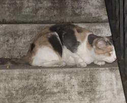 Found/Stray Unknown Cat last seen Lakewood and Rosemont, Edgewater, Chicago, IL 60626