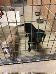 Shelter Stray Female Dog last seen Bexar County, 3353 Morningside Dr, New Braunfels, TX 78132, USA