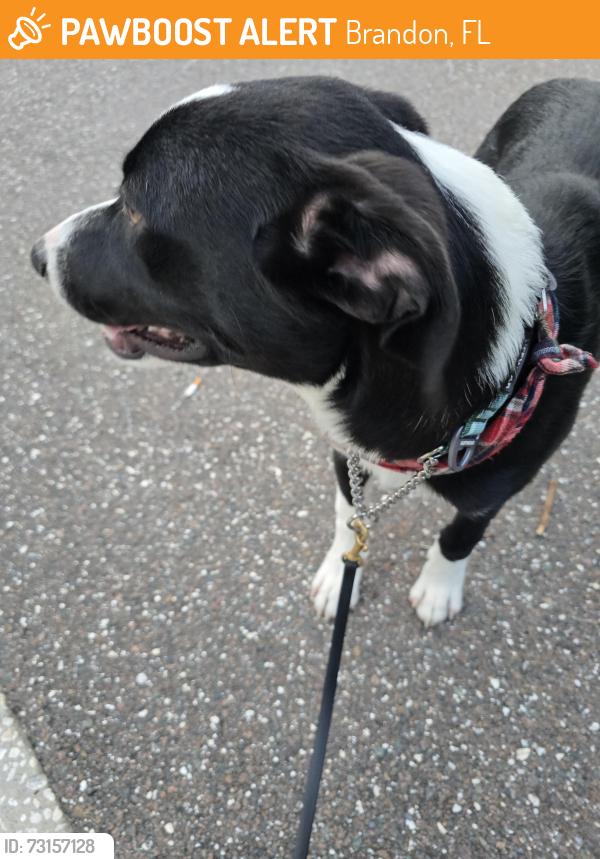 Found/Stray Male Dog last seen Lakewood drive, Brandon, FL 33510