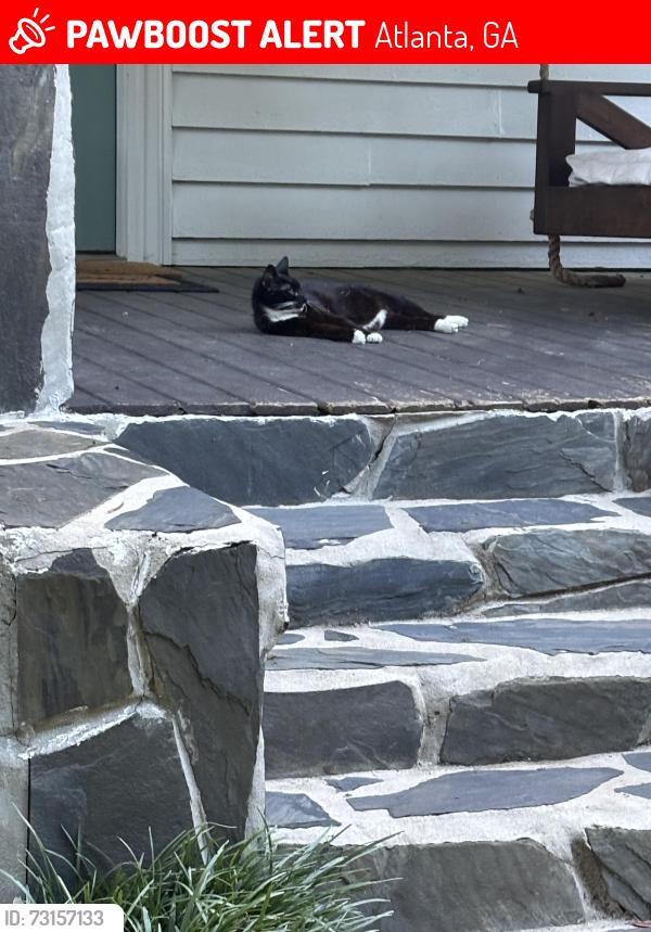 Lost Female Cat last seen Ashland Drive, Atlanta, GA 30307