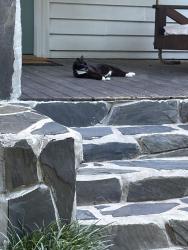 Lost Female Cat last seen Ashland Drive, Atlanta, GA 30307
