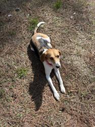Reunited Female Dog last seen Fern hill rd, knotty pine ln, Troutman, NC 28166