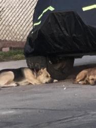 Found/Stray Unknown Dog last seen W 23rd st San Bernardino, San Bernardino, CA 92405