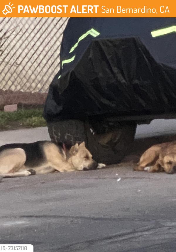 Found/Stray Unknown Dog last seen W 23rd st San Bernardino, San Bernardino, CA 92405