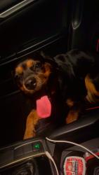 Reunited Female Dog last seen Maryland Avenue, Woodbridge, VA 22191