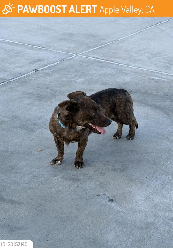 Found/Stray Male Dog last seen Shawnee/Rincon/Eyota - Apple Valley, Apple Valley, CA 92308