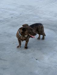 Found/Stray Male Dog last seen Shawnee/Rincon/Eyota - Apple Valley, Apple Valley, CA 92308