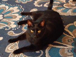 Lost Female Cat last seen Weathers Street, Austin, TX 78704