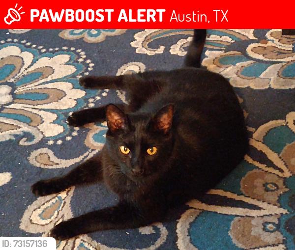 Lost Female Cat last seen Weathers Street, Austin, TX 78704