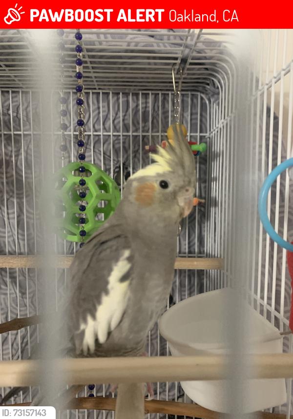 Lost Female Bird last seen School street, Oakland, CA 94602