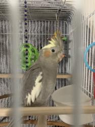 Lost Female Bird last seen School street, Oakland, CA 94602