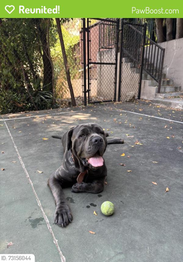 Reunited Female Dog last seen Near Holly Dr, Los Angeles, CA 90068, USA, Los Angeles, CA 90068