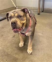 Shelter Stray Female Dog last seen , 600 Aviation Dr, Camarillo, CA 93010, USA