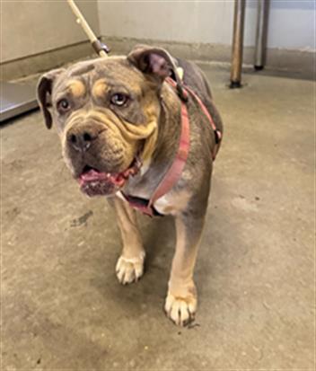 Shelter Stray Female Dog last seen , 600 Aviation Dr, Camarillo, CA 93010, USA