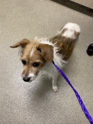 Shelter Stray Male Dog last seen , 655 N Mojave Rd, Las Vegas, NV 89101, USA