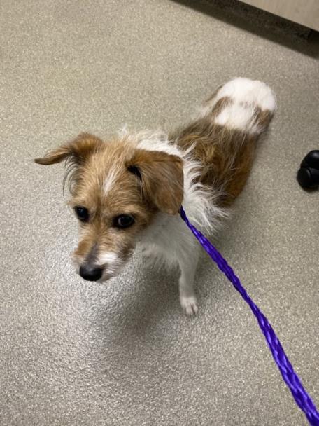 Shelter Stray Male Dog last seen , 655 N Mojave Rd, Las Vegas, NV 89101, USA