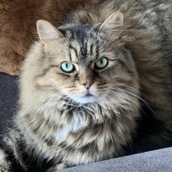 Reunited Male Cat last seen Église Saint-Mathieu, Montréal, QC H2A 3H9