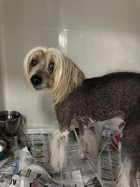 Shelter Stray Male Dog last seen E FLAMINGO RD & S PECOS RD, 655 N Mojave Rd, Las Vegas, NV 89101, USA