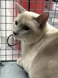 Shelter Stray Male Cat last seen VEGAS VALLEY DR & CABANA DR, 655 N Mojave Rd, Las Vegas, NV 89101, USA