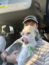 Reunited Female Dog last seen Maryland & Harmon, Las Vegas, NV 89121