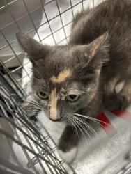 Shelter Stray Female Cat last seen VEGAS VALLEY DR & CABANA DR, 655 N Mojave Rd, Las Vegas, NV 89101, USA