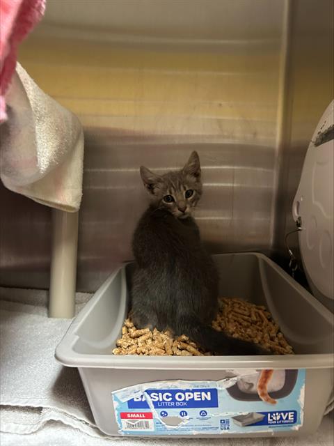 Shelter Stray Male Cat last seen Near BLOCK BLANDING, 1590 Fortmann Way, Alameda, CA 94501, USA