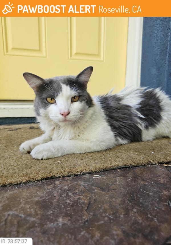 Found/Stray Unknown Cat last seen Lavoti and around a few blocks, Roseville, CA 95661