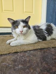 Found/Stray Unknown Cat last seen Lavoti and around a few blocks, Roseville, CA 95661