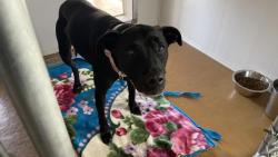 Shelter Stray Female Dog last seen Near BLOCK N PERRIS BLVD, 227 N D St, Perris, CA 92570, USA