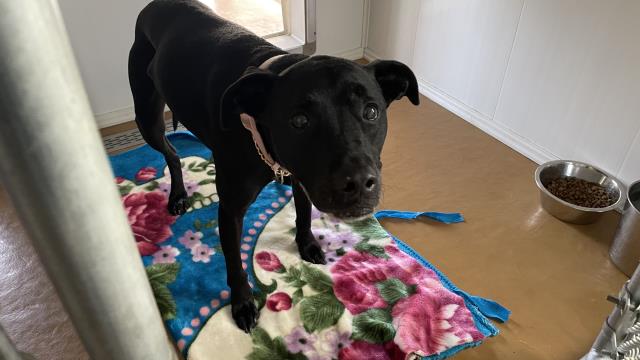 Shelter Stray Female Dog last seen Near BLOCK N PERRIS BLVD, 227 N D St, Perris, CA 92570, USA
