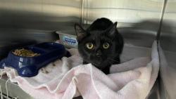 Shelter Stray Male Cat last seen Near BLOCK N PERRIS BLVD, 227 N D St, Perris, CA 92570, USA