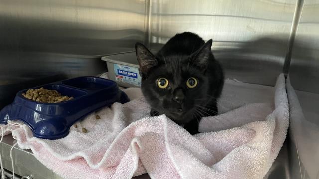 Shelter Stray Male Cat last seen Near BLOCK N PERRIS BLVD, 227 N D St, Perris, CA 92570, USA