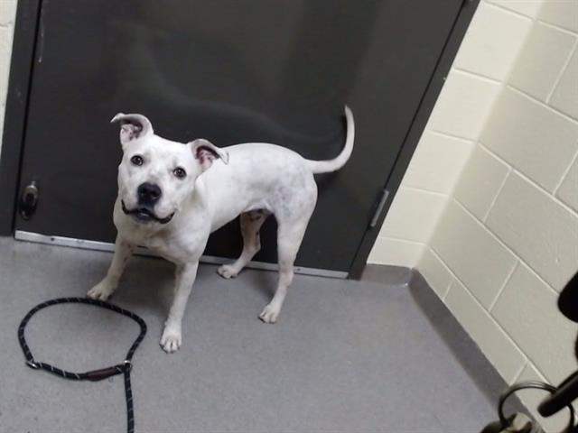 Shelter Stray Female Dog last seen Near BLOCK E MAXWELL PL, DENVER CO 80239, 1241 W Bayaud Ave, Denver, CO 80223, USA