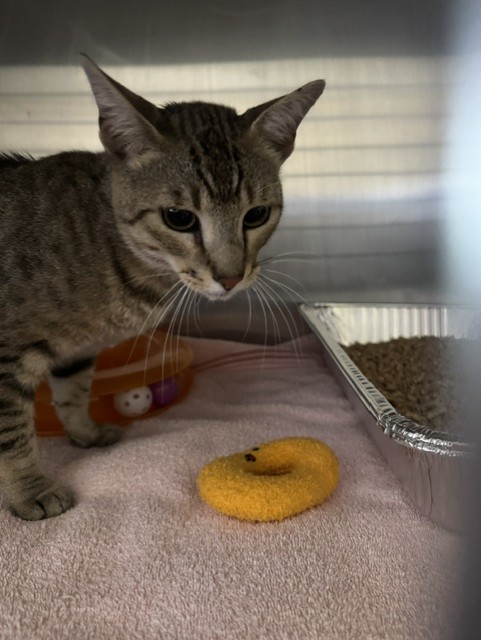Shelter Stray Male Cat last seen CHRISTY / AUTOMALL, 1950 Stevenson Blvd, Fremont, CA 94538, USA