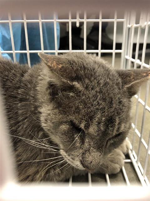 Shelter Stray Unknown Cat last seen Near BLOCK E BULLARD AVE, FRESNO CA 93710 5501, 5277 E Airways Blvd, Fresno, CA 93727, USA