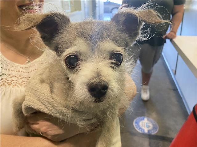 Shelter Stray Unknown Dog last seen , 1850 W 60th St, Los Angeles, CA 90047, USA