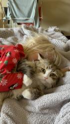 Lost Female Cat last seen Pine Rose Drive and Emmeline, Herriman, UT 84096