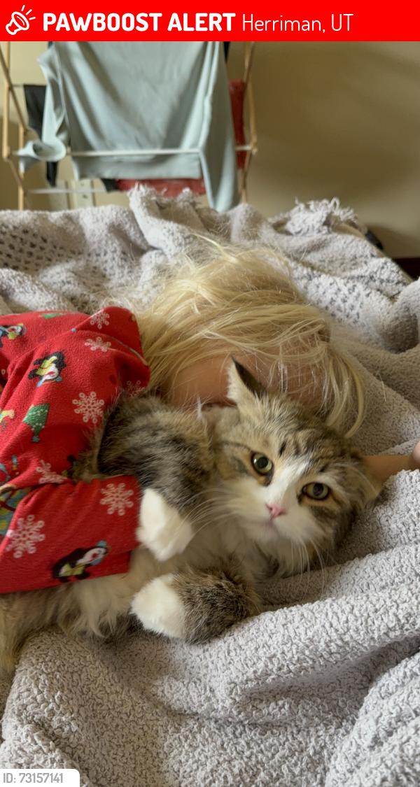 Lost Female Cat last seen Pine Rose Drive and Emmeline, Herriman, UT 84096