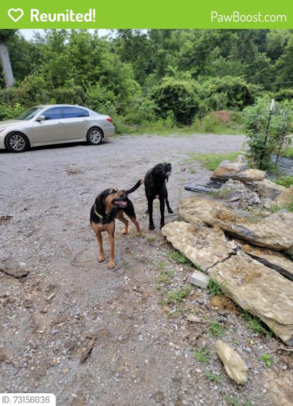 Reunited Male Dog last seen Smallman Rd, Knoxville, TN 37920, USA, Knoxville, TN 37920