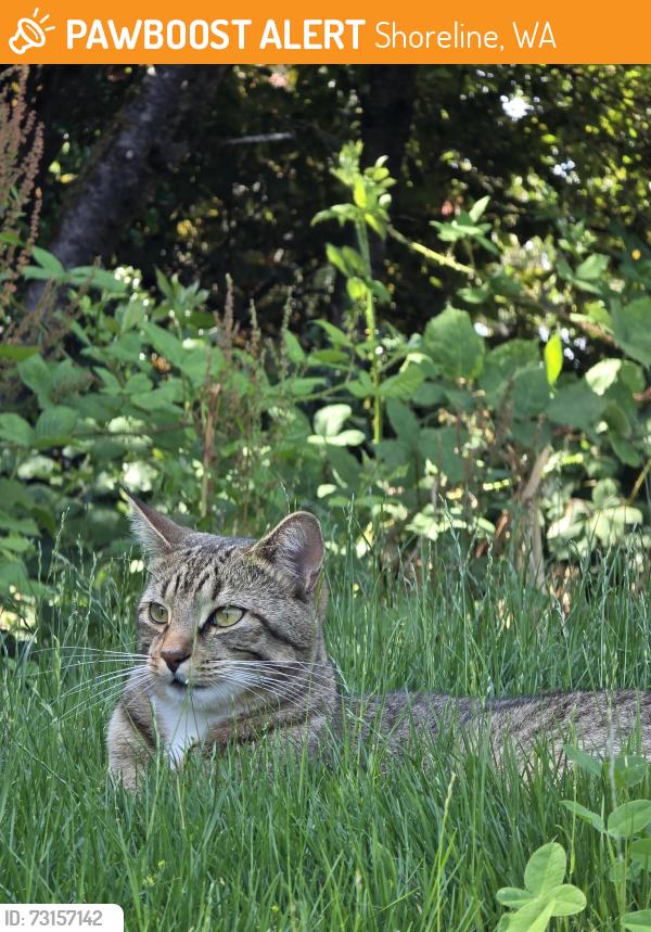 Found/Stray Unknown Cat last seen James Keough Park, Shoreline, WA 98133