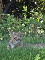 Found/Stray Unknown Cat last seen James Keough Park, Shoreline, WA 98133
