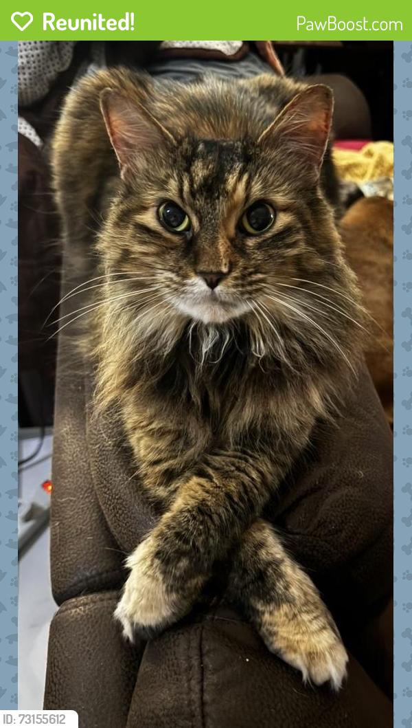 Reunited Female Cat last seen West 7th and Douglas St, Saint Paul, MN 55102