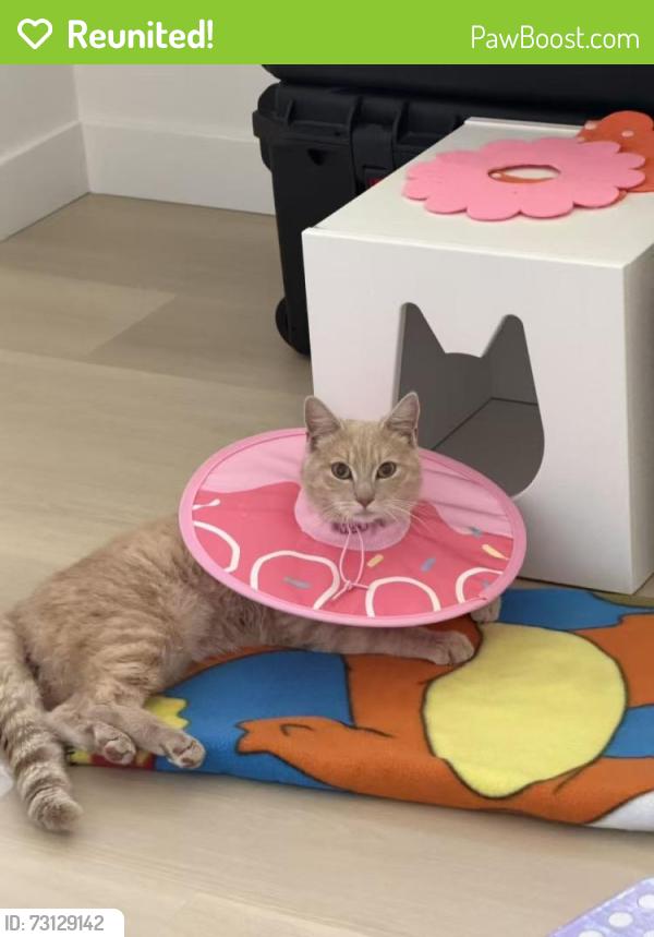 Reunited Male Cat last seen Near Zinnia Ct, Livermore, CA 94551