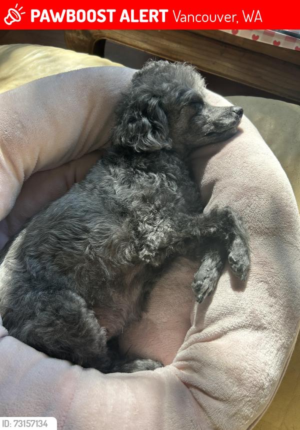 Lost Female Dog last seen 129th St., Vancouver, WA 98685