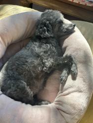 Lost Female Dog last seen 129th St., Vancouver, WA 98685